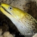 moray_fimbriated_eri_sari_h_0020_mal0929.jpg
